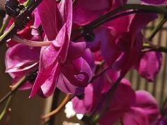 -花锦堂·隐庐