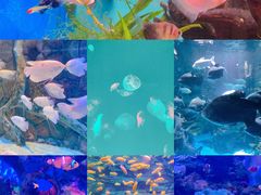 -多彩贵州城极地海洋世界