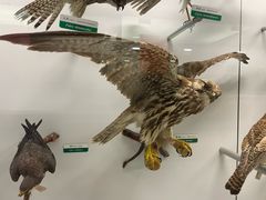 -国家自然博物馆