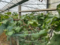 -马陆小张葡萄园农家乐