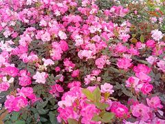 -漕溪路(地铁站)