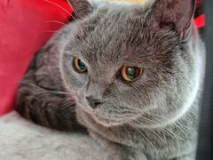 -佳怡动物医院·平价24小时·猫专科骨外科