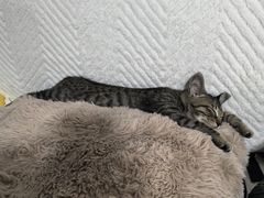 -瑞派康怡24h宠物医院·犬猫医疗中心·微创绝育(瑞景分院)