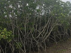 -东寨港红树林旅游区