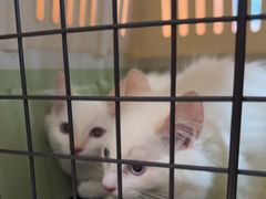 -乐派堂宠物医院·猫友好· 心脏科(东街店)