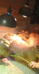 -Zoolung Zoolung动物主题公园(海信广场店)