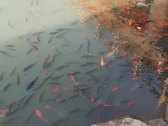 -黄花溪