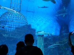 -芜湖新华联大白鲸海洋公园