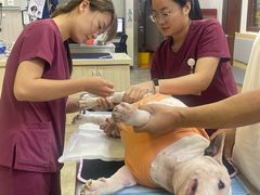 -美联众合动物医院·24h转诊中心
