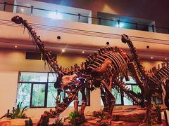 -自贡恐龙博物馆