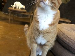 -李小姐の猫咖啡馆(五角场店)