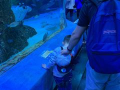 -芜湖新华联大白鲸海洋公园