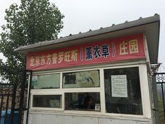 -北京东方普罗旺斯薰衣草庄园