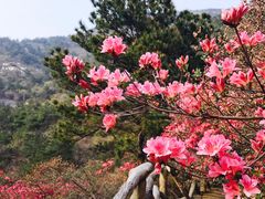 -木兰云雾山
