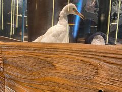 -老板恋上鱼(印象城店)