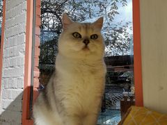 -喵屿·大理花园猫咖