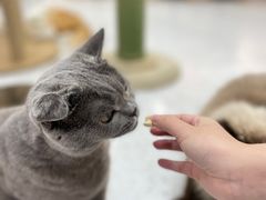 -喵园·猫主题咖啡厅·撸猫·猫咖(国贸店)