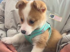 -博特宠物医院24h犬猫全科.骨科·异宠