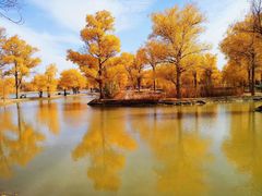 -金塔沙漠胡杨林景区