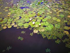 -素心小筑(后沙裕镇店)