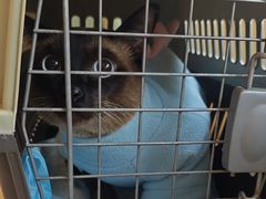 -瑞派申生动物医院·24H夜诊·国际动物医疗中心·骨外科(吴中路店)