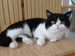 -Catmate·猫肥家润(金润铂宫店)