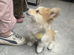 -半岛宠物医院24小时(白果林店)