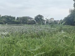 -长广溪湿地公园