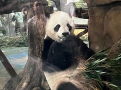 -成都动物园