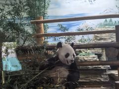 -西霞口神雕山野生动物世界