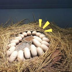 -恐龙探索乐园(磁器口店)