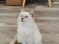 -楼上猫咖(罗湖店)