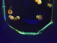 -大连圣亚海洋世界