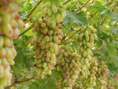 -金谷域澳洲庄园