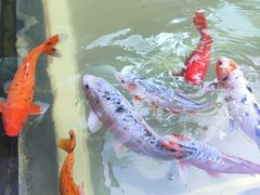 -上海吴淞炮台湾国家湿地公园