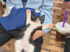 -楼上猫咖(罗湖店)