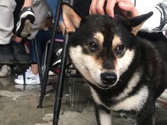 -柴犬高等学院·狗咖·柴犬售卖·宠物训练