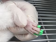 -北京观赏动物医院·24小时大型综合·猫专科·异宠专科