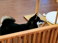 -豆柴町-柴犬主题狗咖(红鼎国际C座店)
