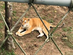 -西霞口神雕山野生动物世界