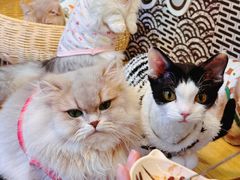 -和它·交个朋友·狗咖猫咖(爱琴海店)