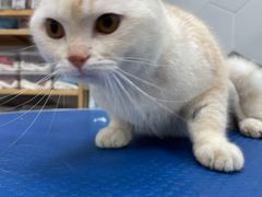 -瑞鹏宠物医院·骨科·猫科·内科(第一中心)