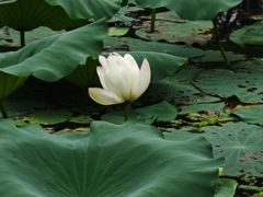 -白塘生态植物园