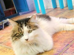 -Sirena海妖日咖夜酒