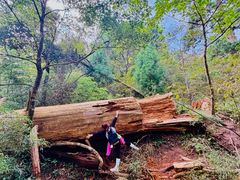 -天目山大树王景区