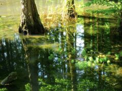 -桤木河湿地公园