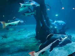 -华夏文旅海洋公园