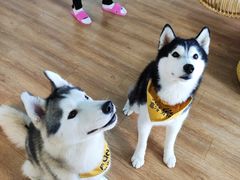 -Husky Go! 哈士奇体验馆·宠物咖啡厅狗咖