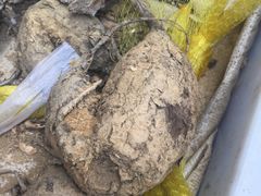 -清远三鸟海鲜农贸市场