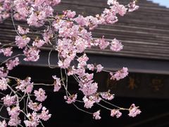 -顾村公园